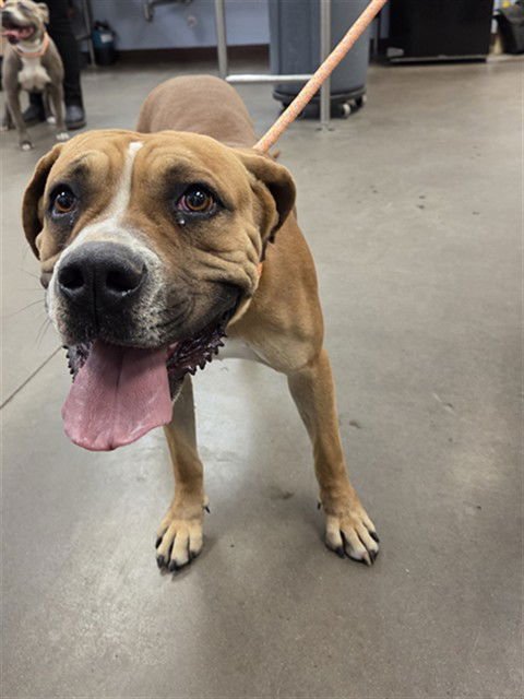 VIOLET - Boxer available for adoption