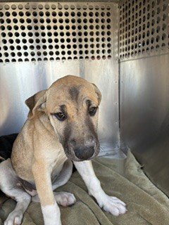 BEYONCE - German Shepherd Dog available for adoption
