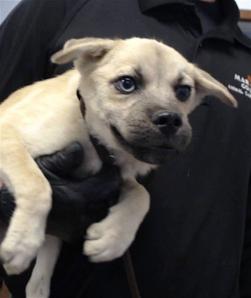 HOPPER - Pug available for adoption