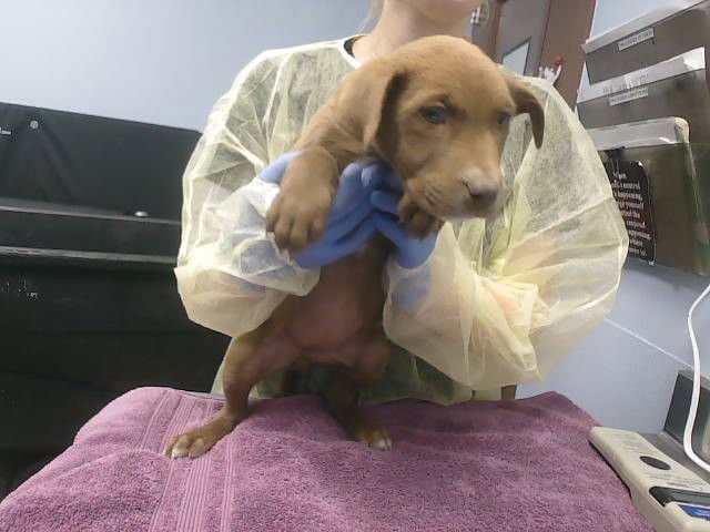 SANDY - Labrador Retriever available for adoption