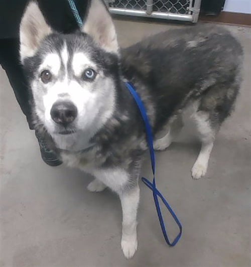 DAMON - Siberian Husky available for adoption