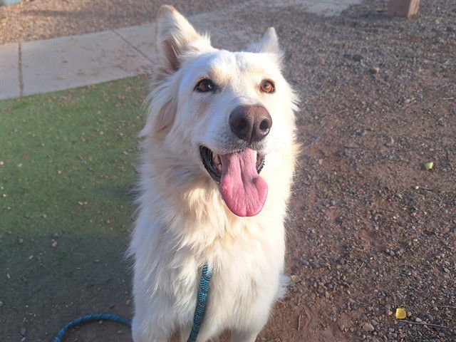 SERENA - Siberian Husky available for adoption