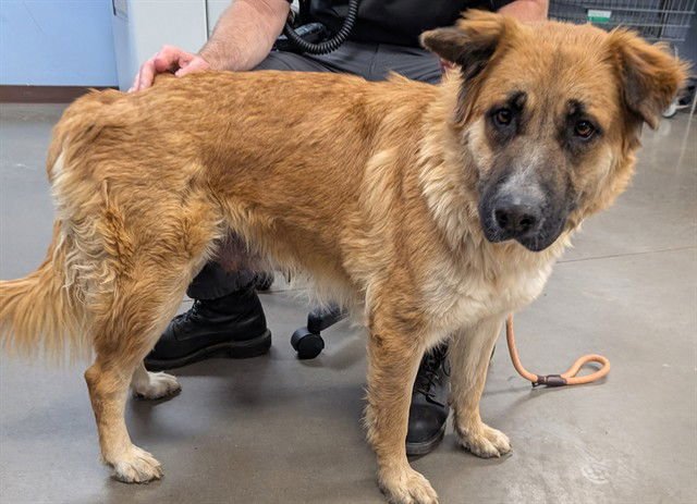 APRICOT - German Shepherd Dog available for adoption