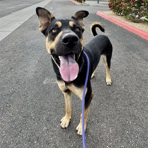 BILLY - German Shepherd Dog available for adoption