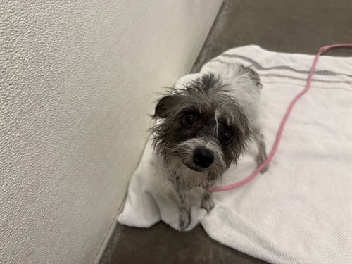 ATARI - Cairn Terrier available for adoption