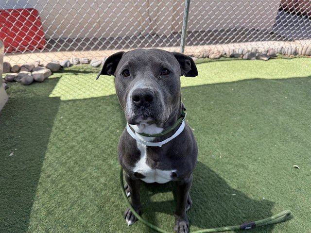 HAROLD - American Pit Bull Terrier available for adoption