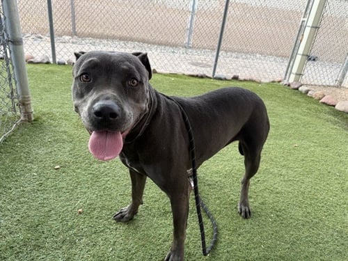 BLUEY - American Pit Bull Terrier available for adoption
