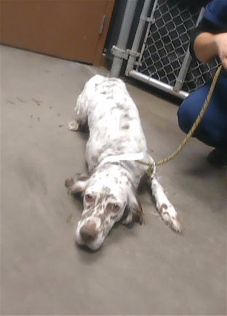 A5168056 - English Setter available for adoption