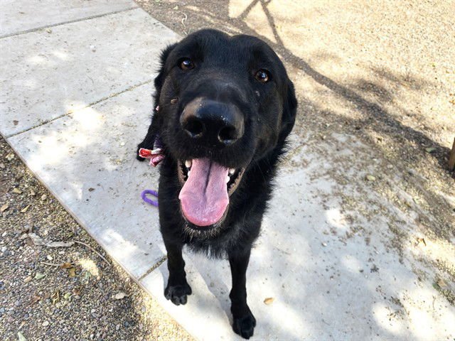 ARTHUR - Labrador Retriever / German Shepherd Dog available for adoption