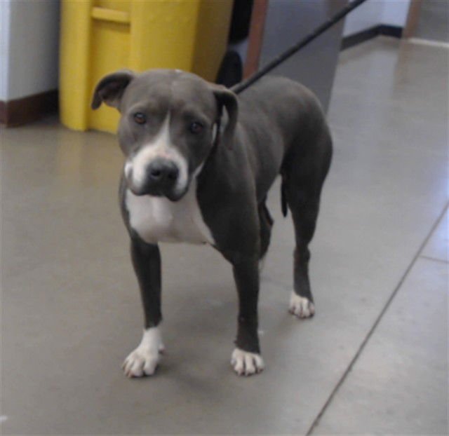 PUMPKIN - American Pit Bull Terrier available for adoption