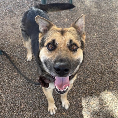 SAILOR - German Shepherd Dog available for adoption