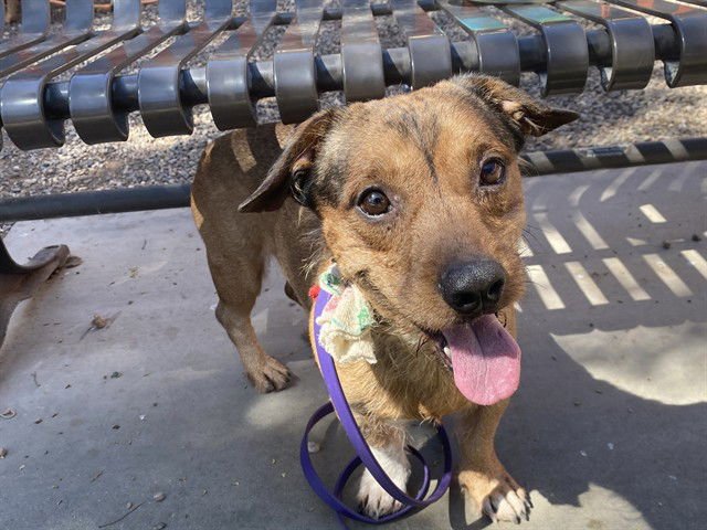 TOAD - Cairn Terrier / Dachshund available for adoption