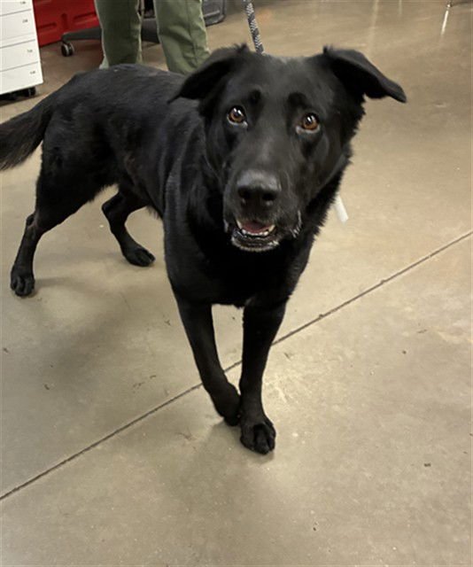 BANJO - Labrador Retriever available for adoption