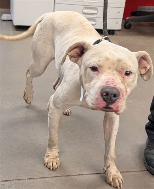 PLUM - American Pit Bull Terrier available for adoption