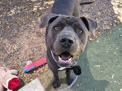 COAL - Great Dane / Cane Corso Mastiff available for adoption