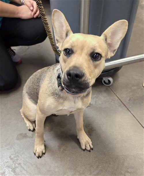 ALESANA - German Shepherd Dog available for adoption