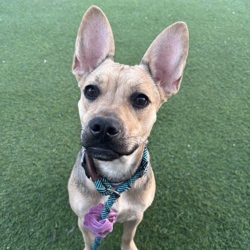 ALESANA - German Shepherd Dog available for adoption