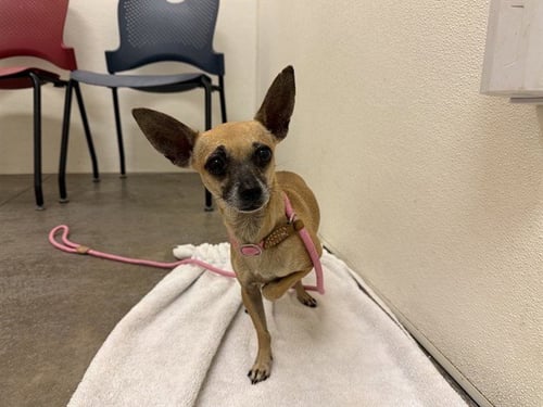 TETRIS - Chihuahua available for adoption