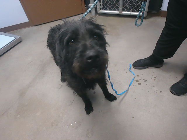 GUINNESS - Schnauzer available for adoption