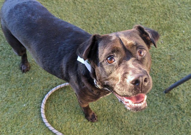 FABLE - American Pit Bull Terrier available for adoption