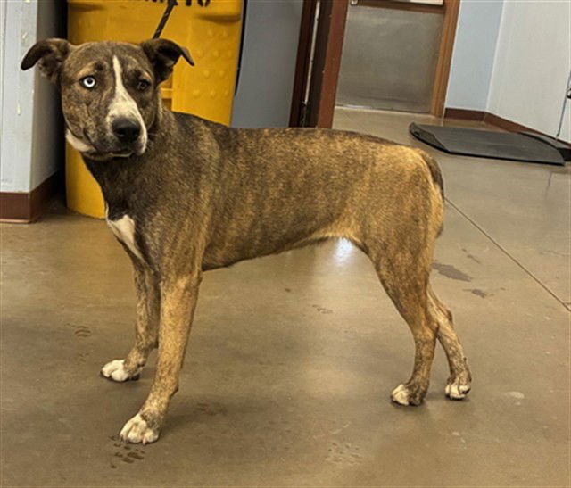 BO PEEP - American Pit Bull Terrier available for adoption