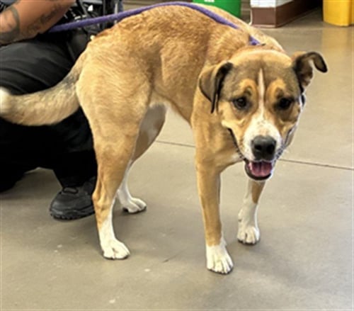 TRES LECHES - Black Mouth Cur / American Staffordshire Terrier available for adoption