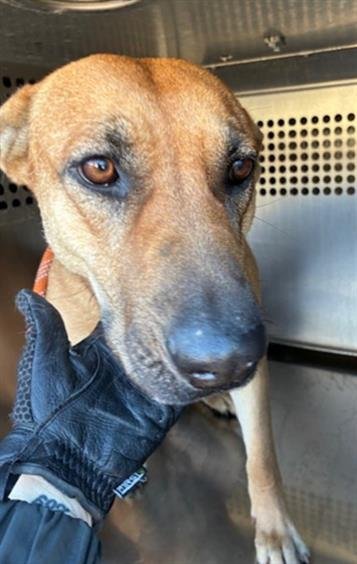 TULA - Black Mouth Cur available for adoption