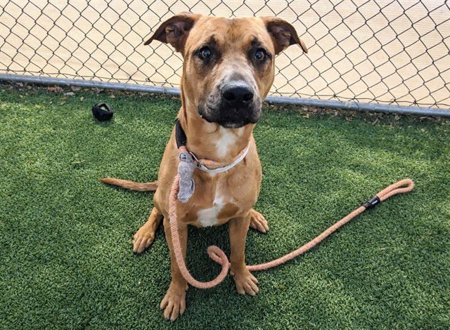 CANYON - American Pit Bull Terrier / Labrador Retriever available for adoption