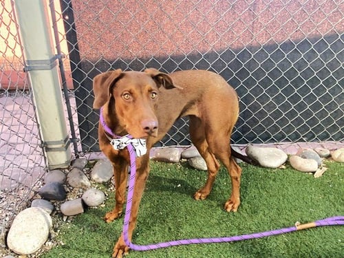 BROOKLYN - Vizsla available for adoption