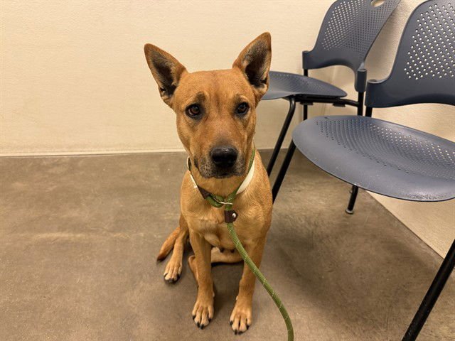 WREN - Australian Cattle Dog/Blue Heeler available for adoption