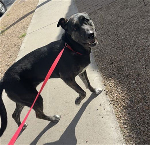 PIPER - Dutch Shepherd available for adoption