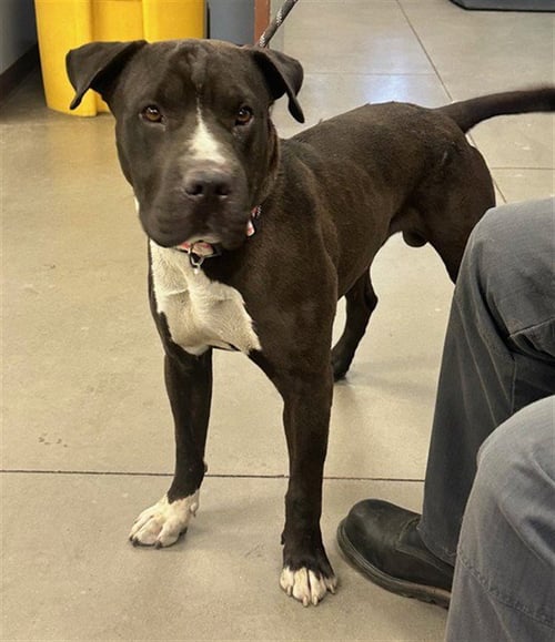 ZANE - American Staffordshire Terrier / Chinese Shar-Pei available for adoption