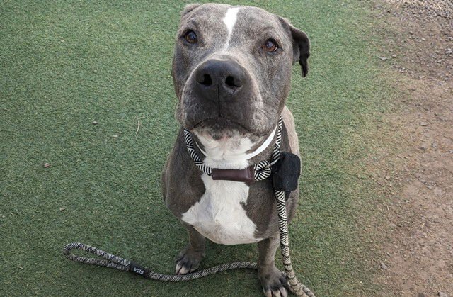 BUDDY - American Pit Bull Terrier available for adoption