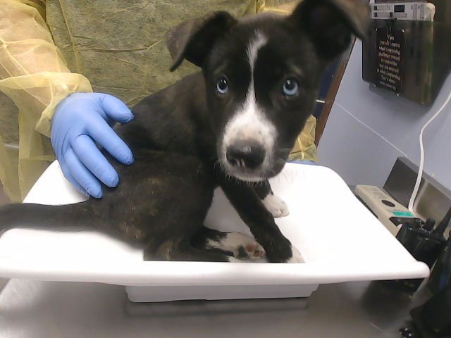 SHQUIRM - Dutch Shepherd / Siberian Husky available for adoption