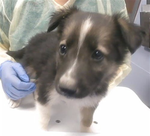 BUTTONS - German Shepherd Dog available for adoption