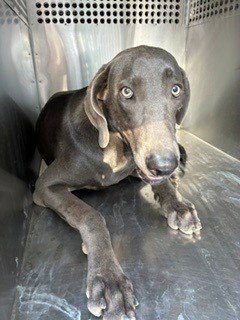 LEGOLAS - Weimaraner available for adoption
