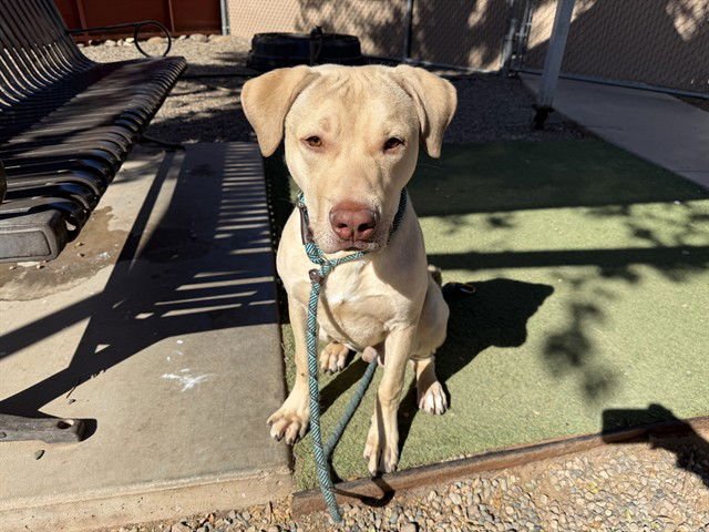 SEVEN - Labrador Retriever / American Pit Bull Terrier available for adoption