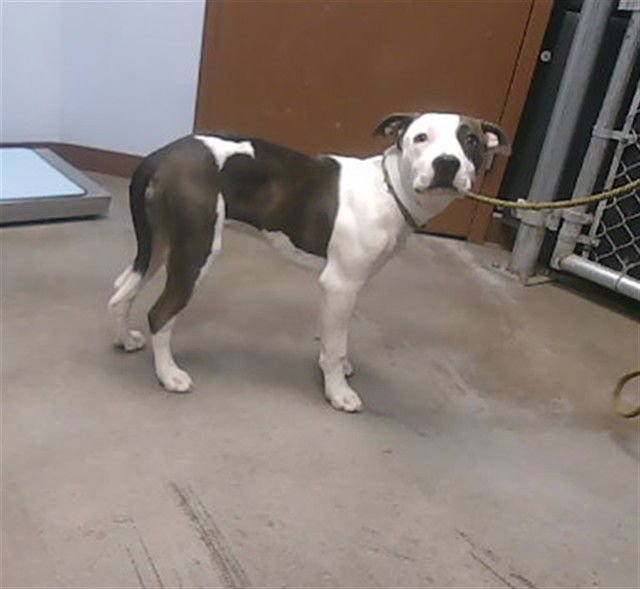 TWINKLE - American Pit Bull Terrier available for adoption