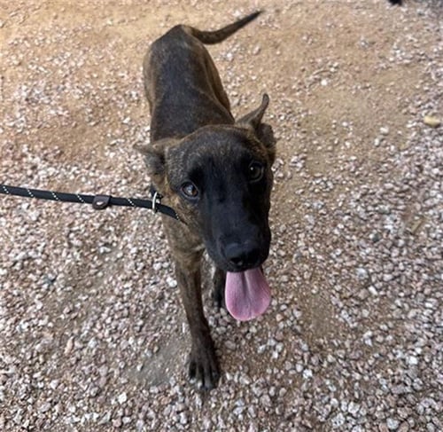 AMETHYST - Dutch Shepherd available for adoption