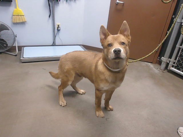 CABBAGE - Chow Chow / German Shepherd Dog available for adoption