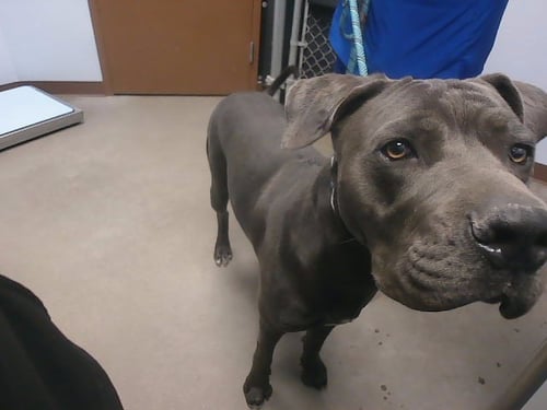 COAL - Great Dane / Cane Corso Mastiff available for adoption