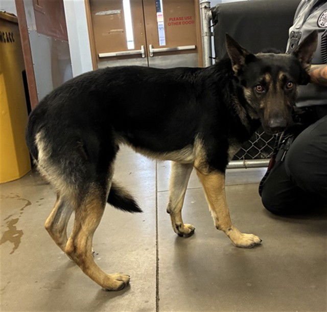 AUDI - German Shepherd Dog available for adoption