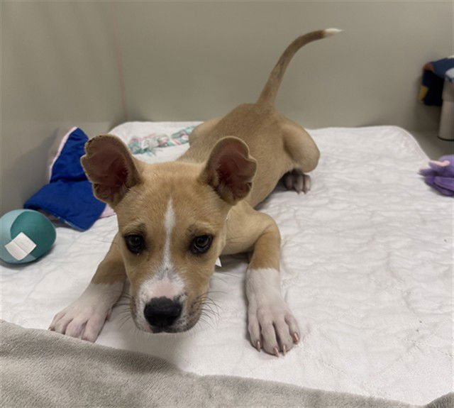 UNE - German Shepherd Dog / Siberian Husky available for adoption