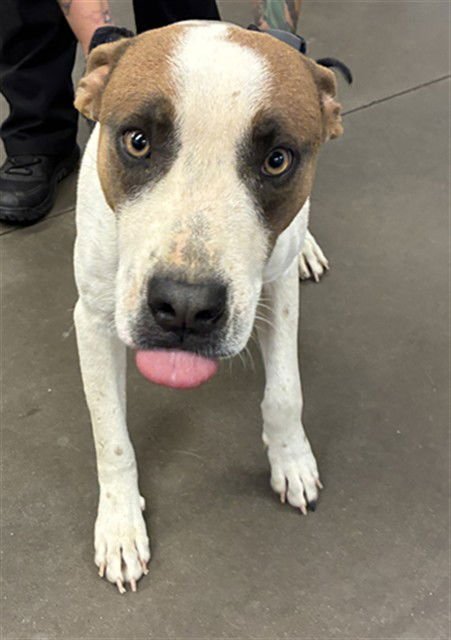 RICE - American Pit Bull Terrier available for adoption