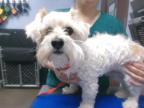 PROFESSOR - Miniature Schnauzer / Poodle (Miniature) available for adoption
