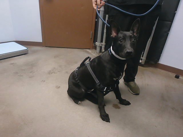 BATTY - German Shepherd Dog available for adoption