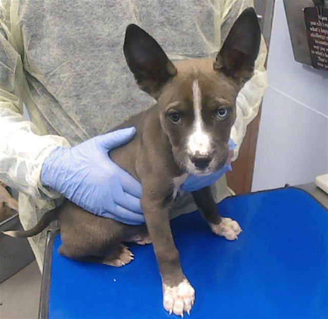 CATAPULT - German Shepherd Dog / Siberian Husky available for adoption