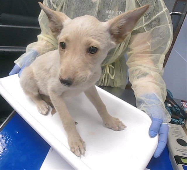 BISCOFF - Australian Cattle Dog/Blue Heeler available for adoption