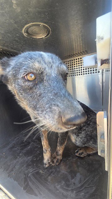 ALEXA - Australian Cattle Dog/Blue Heeler available for adoption