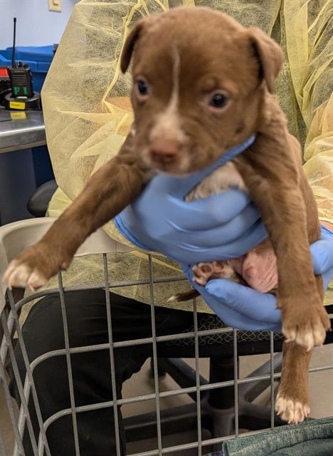 NUTTY BUDDY - Chihuahua available for adoption